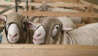 ilderton_fair_-_sheep_-_amazing.jpg ilderton_fair_-_sheep_-_amazing.jpg