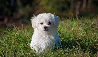 dog_park_image_by_pezibear_pixabay.jpg dog_park_image_by_pezibear_pixabay.jpg
