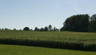 landscape_-_blue_sky_green_bean_field_2.jpg landscape_-_blue_sky_green_bean_field_2.jpg