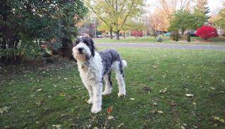 dog_delaware.jpg dog_delaware.jpg