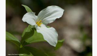 trillium_web.jpg trillium_web.jpg